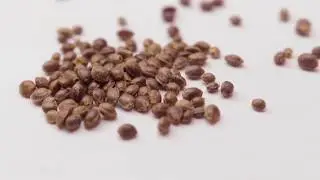 Seeds 03