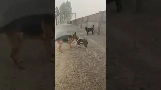 German Shepherd, Rottweiler and American bully