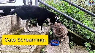 Big Cat Clash on the Street! Cats Screaming and I Gave Food . #catvideos , #music, #cat , #catmeow