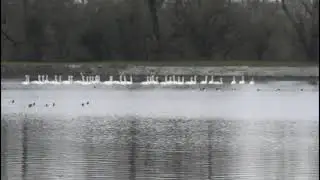 Whoopers departing for the long journey to Iceland....