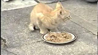 Animal Shelter P S A