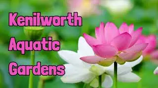A Walk Through Kenilworth Aquatic Gardens