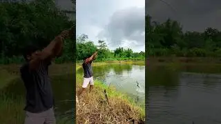 I would not have believed, If I had not seen so many fishes in the pond #shorts #fishing #fish