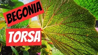 Must have hardy exotic plant!