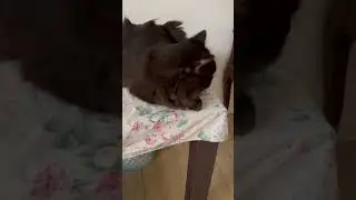 #cats #blackcats #persians #cute #lovely #petlover #trending #worldwide #love #pet