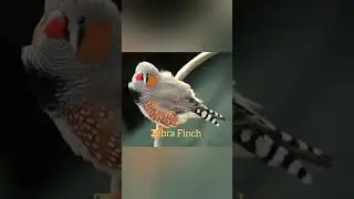 Top 10 Rare and beautiful finches mutation.