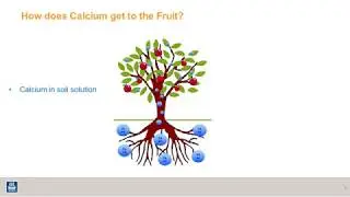 Intro to apple nutrition: How calcium gets into the fruit (2 of 8)