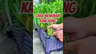 Cara Menanam Kangkung