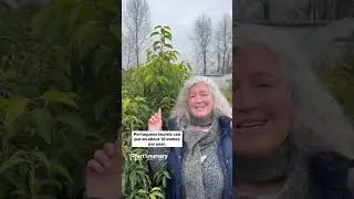 Лавровые деревья 101: полное руководство по посадке, уходу и содержанию