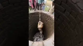 tiger fell in a well and men are rescuing him