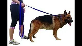 Dog Leashes For Large Dogs | 8 Ft 2 Inch Extra Long Dog Leash