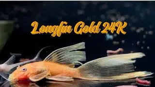 LONGFIN V&Agrave;NG 24K - THỦY SINH T&Iacute;M