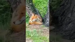 Кормлю маленьких Лисят двух месячных и Лису Маму.Полный фильм на канале Ушёл по Делам