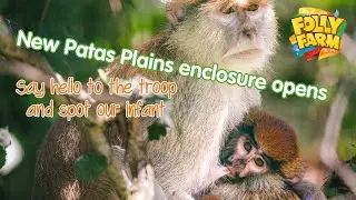 Patas Plains primate development now OPEN!