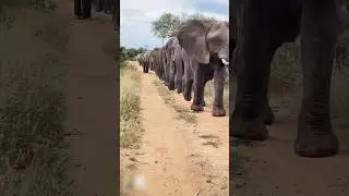 Happy baby elephant in the herd#elephant #animal #wildlife #cute #wildanimals #funny