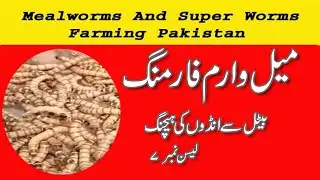 MEAL WORM'S BEETLE EGGS HATCHING