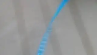 Rabbit Running Around Yard