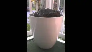 Bubbling Rock
