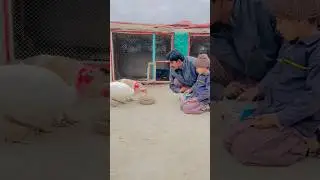 Turkey Birds Eggs Kb Dete Hain #turkeybirds #birds #birdlovers #petlover #pets