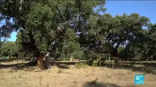 Cork oak trees: mother nature's helping hand in combatting forest fires