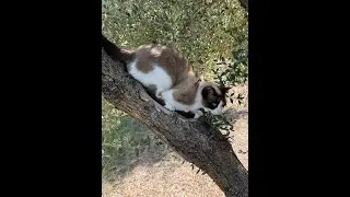 A Morning at a Traditional Olive Oil Press in Crete | The Living Greece Project