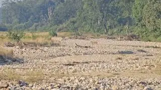 Tiger on white Stone #landscape #tiger #river#wildlife #junglesafari #corbett #mammals 