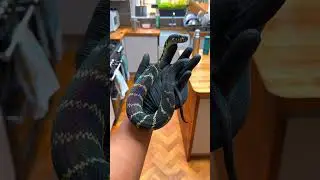 Magical Snake 🌈 😳