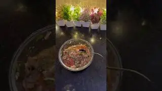 Smoky Baingan Chokha &ndash; Rustic Flavors of Bihar & UP | Flavor Bomb with Just Few Ingredients