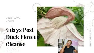 I Survived the Duck Flower Cleanse- 3 days Post Cleanse Update