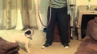hunter parson terrier mix hoop jumping.MOV