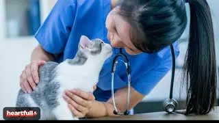 Celebrating National Take Your Cat to the Vet Day