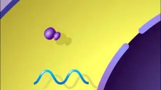 Intracellular Receptor Model HD Animation
