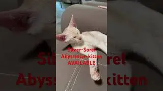 Silver Abyssinian #cat #abyssinian #shots #kitten #silver #silverabyssinian #exoticcats