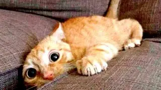Приколы с Котами - Смешные коты и кошки 2018