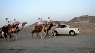 مسيرة هجن الشيخ الشريف منيع بن سلطان آل عبدالله العرجاني العبدلي