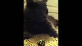 Cat and hermit crab