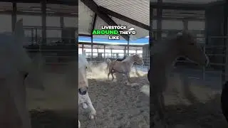 Unlocking Horse Communication: Energy, Emotion, and Interaction