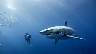 ASMR FACTS About The Ocean NO MUSIC (US Underwater, Deep Sea Creatures, BILLION  Dollar Treasure)