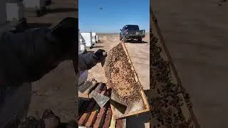 Arizona Beehive Tour! #shorts #bee #beehive #tour