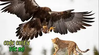 Kinh Ngạc: Loài Động Vật Chạy Nhanh Hơn Cả Siêu Xe Đua F1!