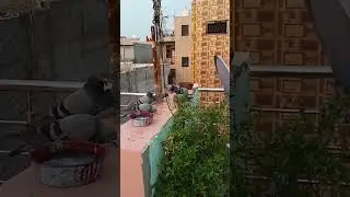 two Pigeons fighting brutally #pigeon #birds #pigeonfight #feedingpigeons