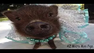AZ Micro Mini Pigs