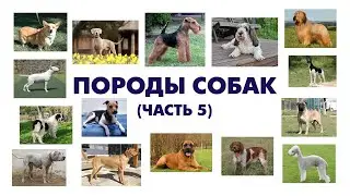 Учим породы собак (часть 5) \ карточки домана\ Learning dog Breeds (Part 5)\ Doman cards