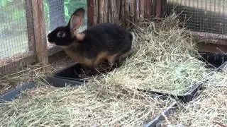 Belgian Hare Belle is available!