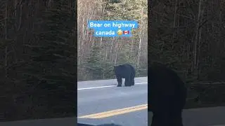 Only in Canada 😂🇨🇦 Bear on the Highway!