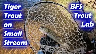 Tiger Trout on Small Stream | BFS trout fishing