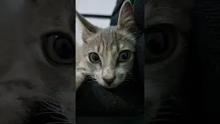 Hi, my name is Excel. Am I cute? 🐱 07