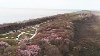 Stunning apricot flowers blossom at China-Russia border lake