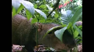 Agouti 