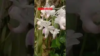 Aerides Odorata #trending #highlyfragrant #viral #foxbrushorchid#Ganeshkopoufhul#shorts